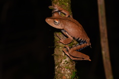 Boana calcarata