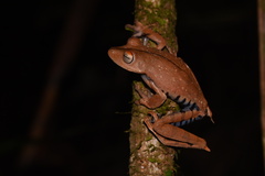 Boana calcarata