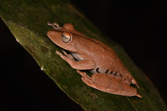 Boana calcarata