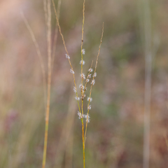 Digitaria brownii