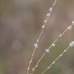 Digitaria brownii