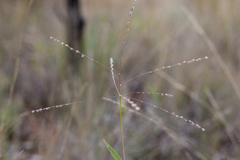 Digitaria ammophila