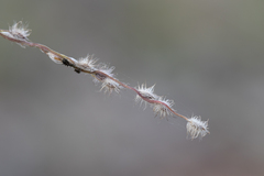 Digitaria ammophila