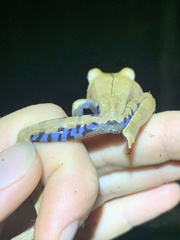 Boana calcarata