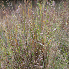 Digitaria brownii