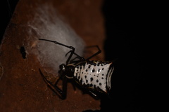 Micrathena gurupi