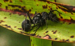 Polyrhachis schistacea