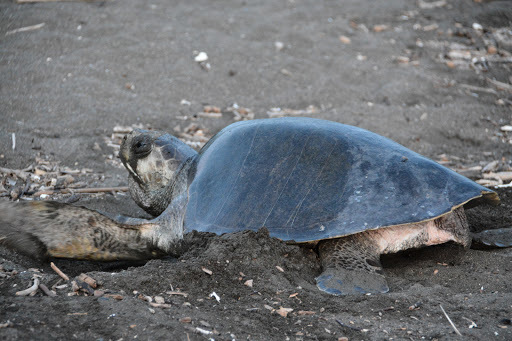 Olive Ridley Sea Turtle in May 2014 by Chia aka Cory Chiappone. of all ...