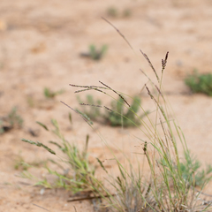 Digitaria brownii