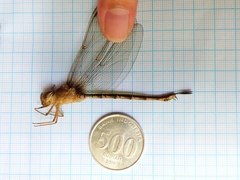 Gynacantha subinterrupta