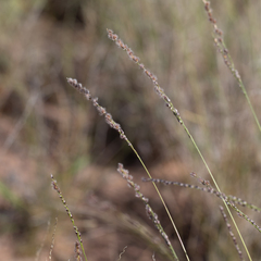 Digitaria brownii
