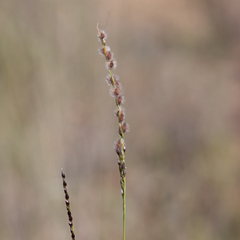 Digitaria brownii
