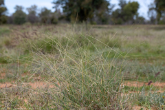 Digitaria divaricatissima