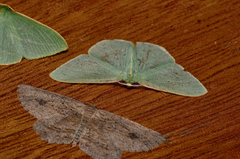 Chlorocoma assimilis