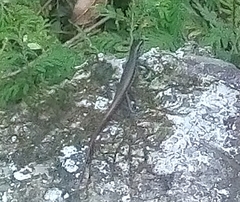 Sphenomorphus incognitus