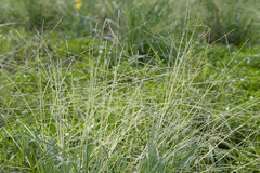 Digitaria divaricatissima