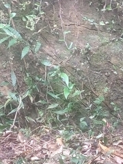 Sphenomorphus incognitus