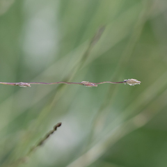 Digitaria divaricatissima
