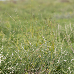 Digitaria divaricatissima