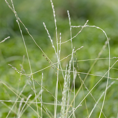Digitaria divaricatissima