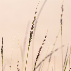 Digitaria brownii