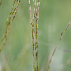 Digitaria divaricatissima
