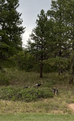 Meleagris gallopavo merriami