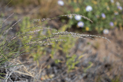 Digitaria brownii