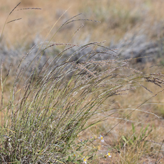 Digitaria brownii
