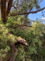 Clematis microphylla microphylla