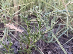 Spergularia canadensis