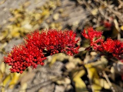 Combretum platypetalum