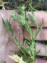 Spergularia canadensis