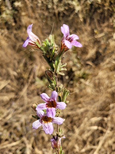 Strobilanthopsis linifolia image