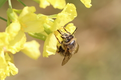 Anthophora crinipes