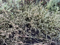 Spergularia canadensis