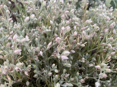 Spergularia canadensis
