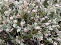Spergularia canadensis