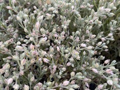Spergularia canadensis