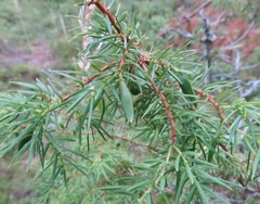 Oligotrophus panteli