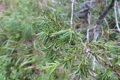 Oligotrophus panteli