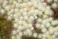 Verticordia monadelpha