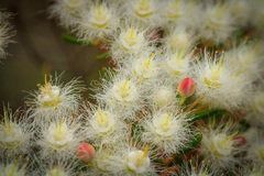 Verticordia monadelpha