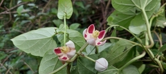Cynanchum annularium