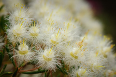 Verticordia monadelpha