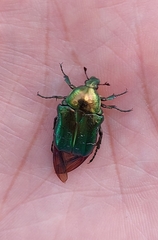 Cetonia aurata