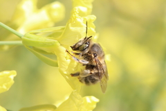 Anthophora crinipes