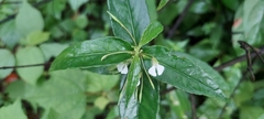 Impatiens minor