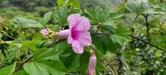 Ipomoea mauritiana