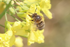 Anthophora crinipes
